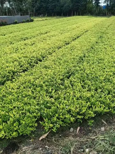 米乐m6官网：网球拍拍响是什么原因